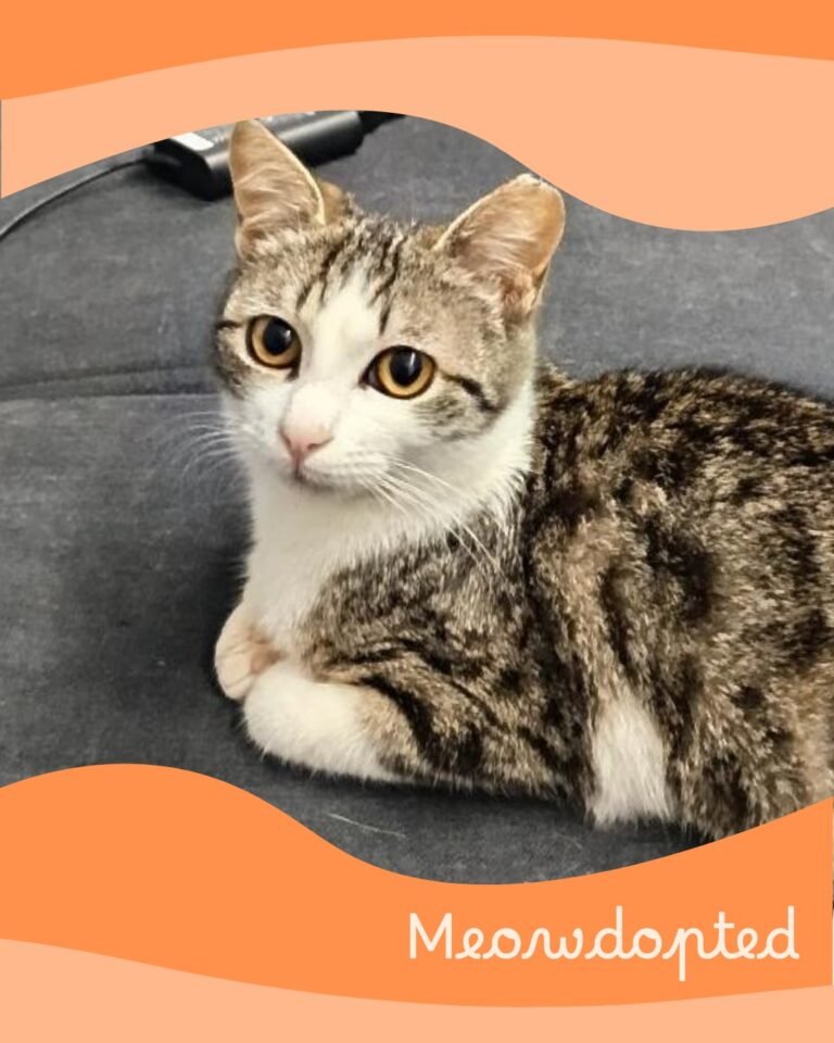 Mona Lisa — ζωάκι που βρήκε σπίτι μέσω του Adopt a Meow