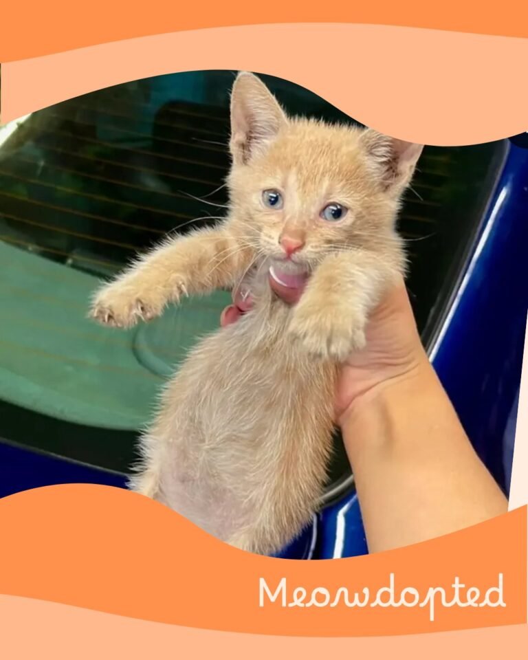 Nacho — ζωάκι που βρήκε σπίτι μέσω του Adopt a Meow