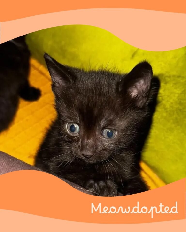 Batman — ζωάκι που βρήκε σπίτι μέσω του Adopt a Meow