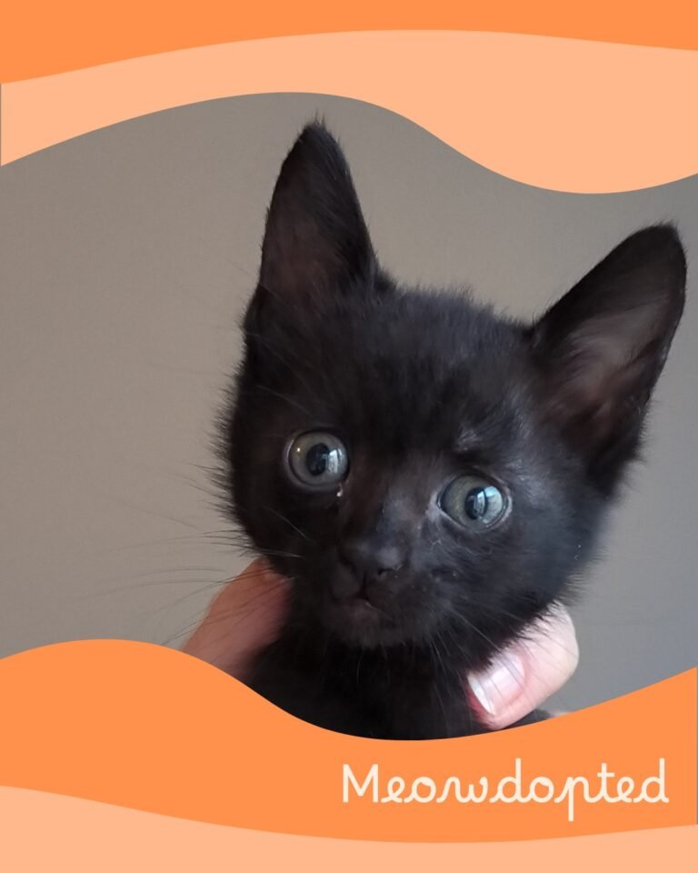 Hsyxoula — ζωάκι που βρήκε σπίτι μέσω του Adopt a Meow