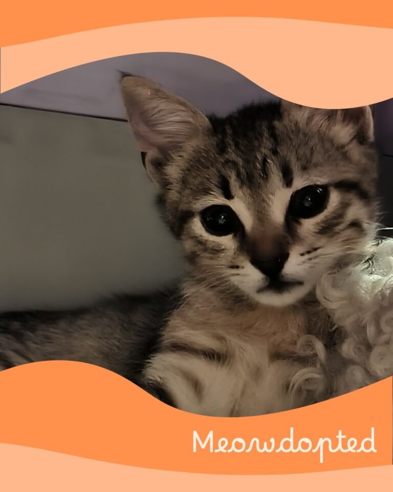 Mina — ζωάκι που βρήκε σπίτι μέσω του Adopt a Meow