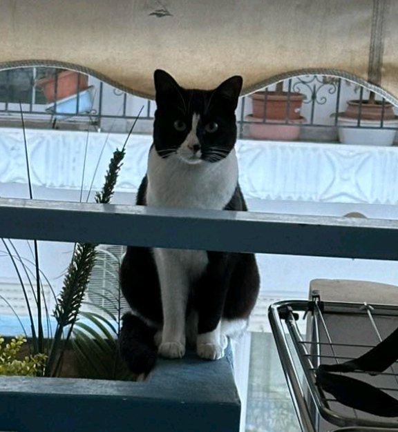 Naomi, ζωάκι διαθέσιμο για υιοθεσία